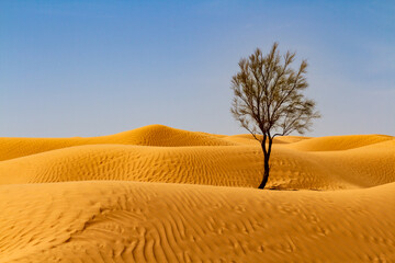 Background.  Solitary tamarisk tree  (Tamarix aphylla)  growing on a sand dune in the Sahara...