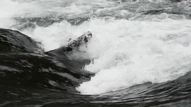 Tree in cascade in mountain stream, splashing turbulent water on river Una in National Park Una