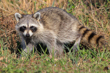 Young Raccoon Full Body in a Field