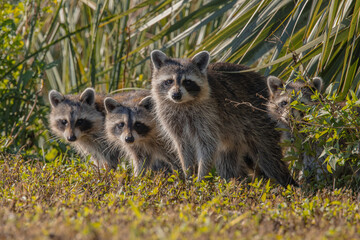 Raccoon Family Peering out from the bushes