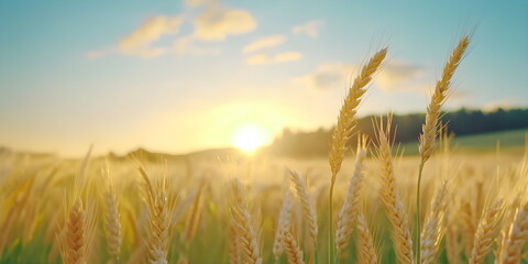 Fototapeta premium A wide field of wheat swaying in the wind, golden sunset lighting, expansive and majestic, creating a peaceful rural landscape