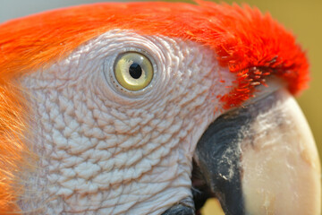 close up of eye red macaw © Sanit