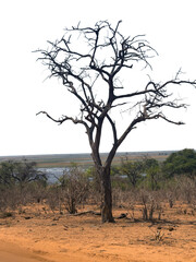 African savannah arid landscape isolated on white transparent sky, Bare tree on the reddish dirt road side