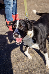 Mongrel rescued dog in the shelter waiting for adoption.