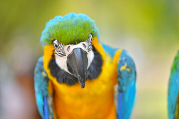 close up of eye blue and gold macaw parrot