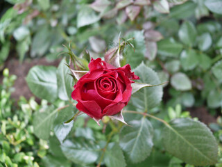 Close-up of a single red china rose (rosa chinensis Jacq.) among leaves