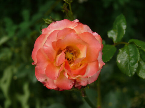 Cloce- up of a yellow and peach coloured rose (rosa spp.) among leaves