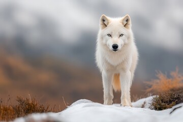 Obraz premium A white Arctic wolf walking across a snowy tundra, with icy mountains in the background