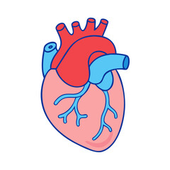 human heart icon, human heart vector illustration-simple illustration of human heart, perfect for human heart logos and themed design 