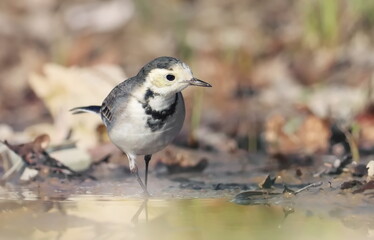 White Wagtail, Motacilla alba, birds of Montenegro	