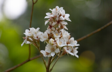 Rhaphiolepis indica or  Hong Kong hawthorn in bloom