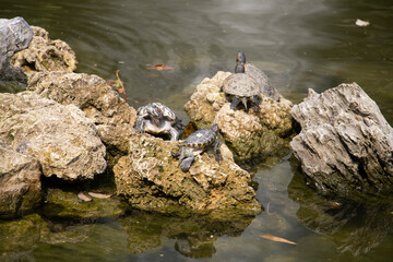 group of trachemys scripta elegans or red ear slider enjoying the sun on a rock