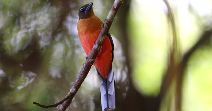 Nature wildlife image of Scarlet-rumped trogon (Harpactes duvaucelii) perching on tree branches