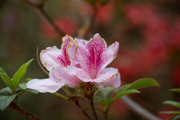 rose flowers of Azalea close up