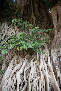 rootsystem of a Ficus Microcarpa or chinese banyuri tree in a public park in Hongkong