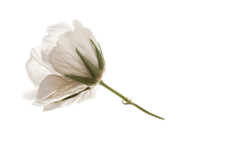 cotton flower isolated on a transparent background
