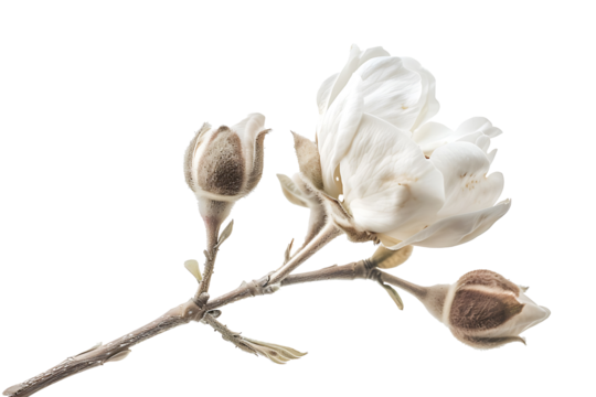 cotton flower isolated on a transparent background