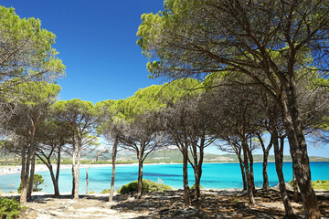amazing beach with pine trees and turquoise water, Sardinia, Italy