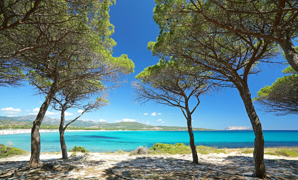 pine forest on the beach Budoni, east coast of Sardinia, Italy, Sant Anna