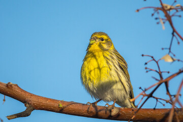 European Serin perched on a branch in the morning light