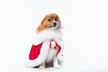 Spitz alem&atilde;o branco e marrom com fantasia natalina para trazer alegria e espirito natalino