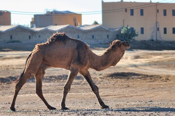 Merzouga, Morocco