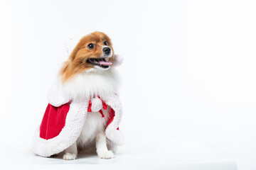 Spitz alem&atilde;o branco e marrom com fantasia natalina para trazer alegria e espirito natalino