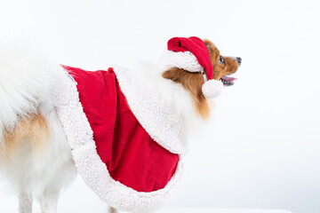 Spitz alem&atilde;o branco e marrom com fantasia natalina para trazer alegria e espirito natalino