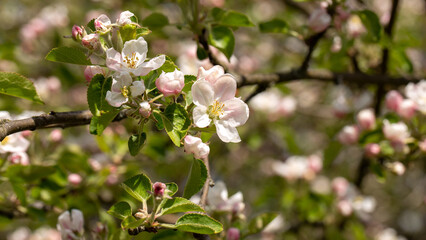 Apple tree flowers, beautiful blooming garden in spring