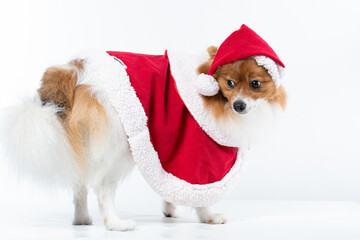 Spitz alem&atilde;o branco e marrom com fantasia natalina para trazer alegria e espirito natalino