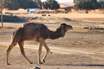 Merzouga, Morocco