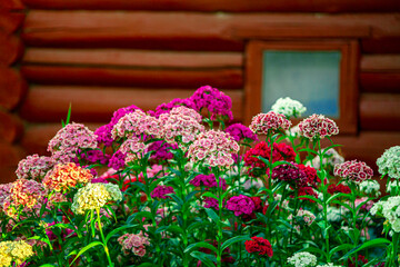 Flower - roses. Blooming chrysanthemum, peony, pituni. A flowerbed of wildflowers. Beautiful bud. Flowers for birthday. Postcard. green plants landscape, ecology, fresh wallpaper concept.