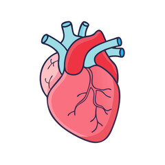 realistic human heart icon, realistic human heart vector illustration-simple illustration of realistic human heart, perfect for realistic human heart logos and themed design 