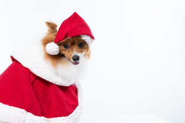 Spitz alem&atilde;o branco e marrom com fantasia natalina para trazer alegria e espirito natalino