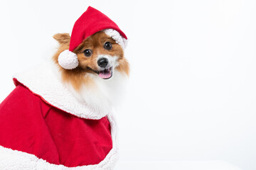 Spitz alem&atilde;o branco e marrom com fantasia natalina para trazer alegria e espirito natalino