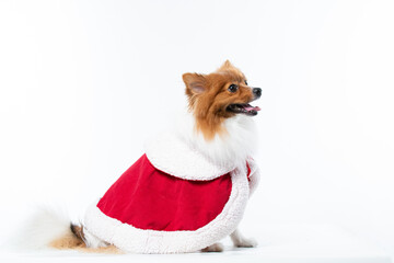 Spitz alem&atilde;o branco e marrom com fantasia natalina para trazer alegria e espirito natalino