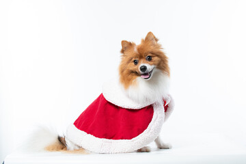 Spitz alem&atilde;o branco e marrom com fantasia natalina para trazer alegria e espirito natalino