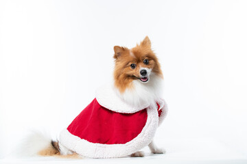 Spitz alem&atilde;o branco e marrom com fantasia natalina para trazer alegria e espirito natalino