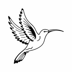 hummingbird in flight