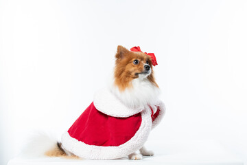 Spitz alem&atilde;o branco e marrom com fantasia natalina para trazer alegria e espirito natalino