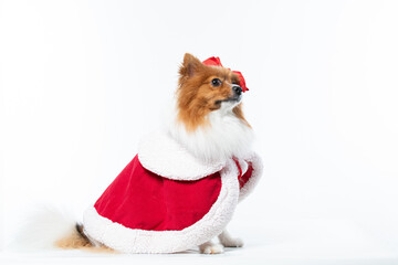 Spitz alem&atilde;o branco e marrom com fantasia natalina para trazer alegria e espirito natalino