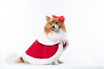 Spitz alem&atilde;o branco e marrom com fantasia natalina para trazer alegria e espirito natalino