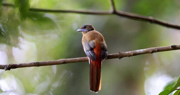 Nature wildlife image of Scarlet-rumped trogon (Harpactes duvaucelii) perching on tree branches