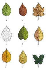 Obraz premium A collection of colorful leaves against a clean white backdrop