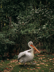 Dalmatian pelican in the park in autumn