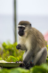 A female vervet monkey sitting on a railing and eating rice