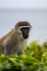 A female vervet monkey sitting on a railing and eating rice