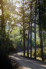 A road in the deep forest that villagers use to travel into the city.