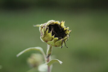 macro photo of a flower
