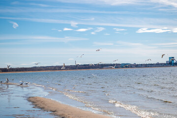 seagulls near the sea.